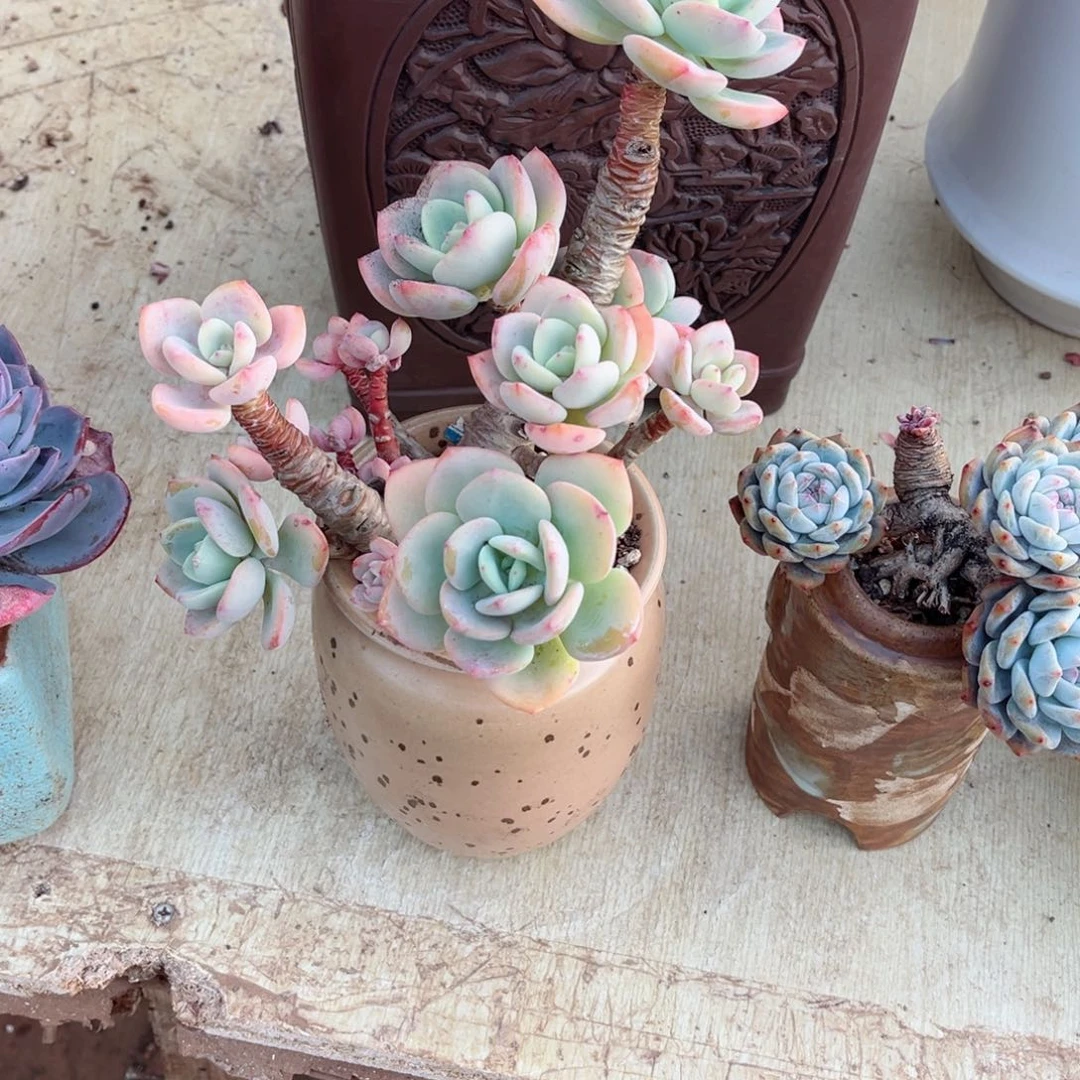 你是否还记得你曾经说的