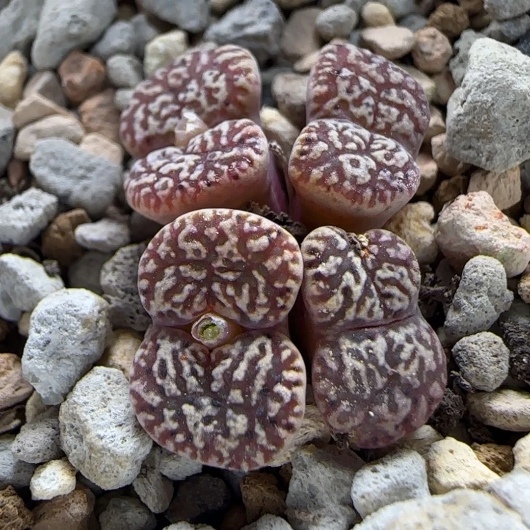 9-4-7-6当天满38包邮特选粗纹鸟脱土