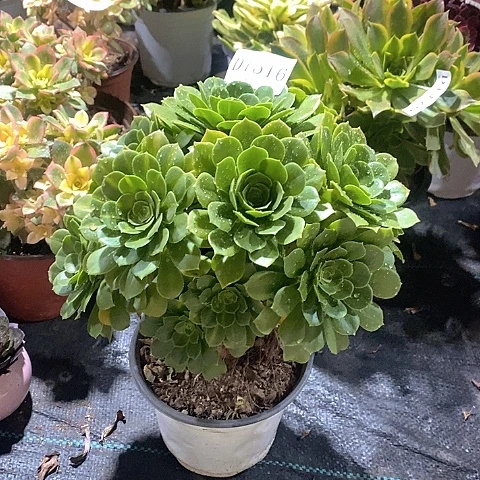 1516路羊绒多肉法师