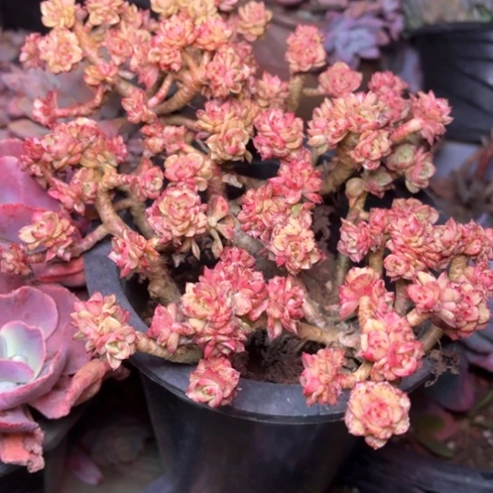 本*多肉植物的植物