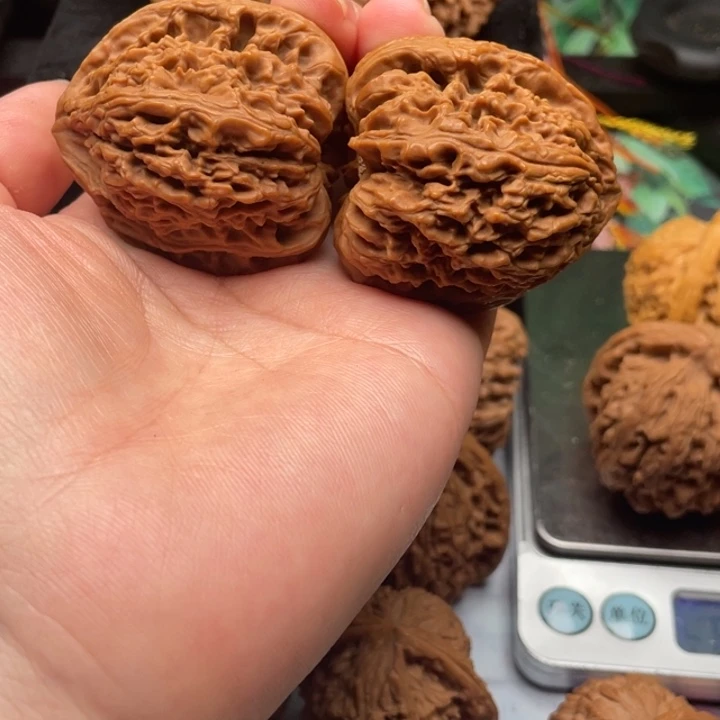 41-43 高壮肚连尖红皮 有引黄