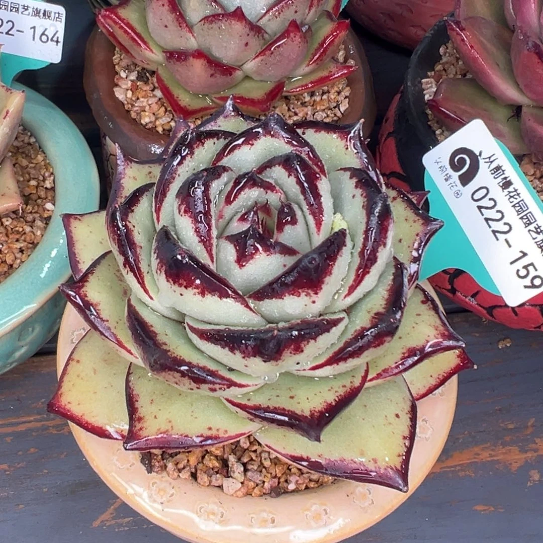 多肉一物一拍0222-159