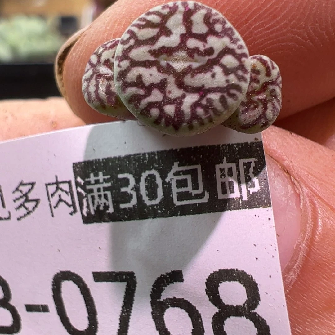 多肉植物1111111111111