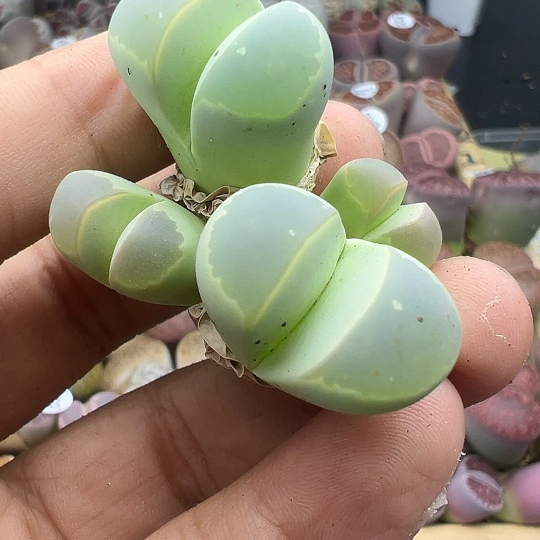 3221超级净的一家四口福利