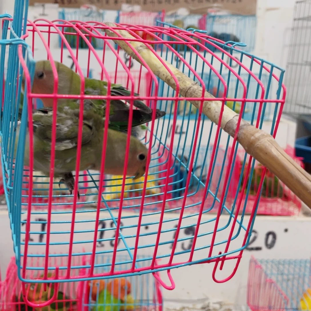 桃脸牡丹鹦鹉安*萱牡丹鹦鹉