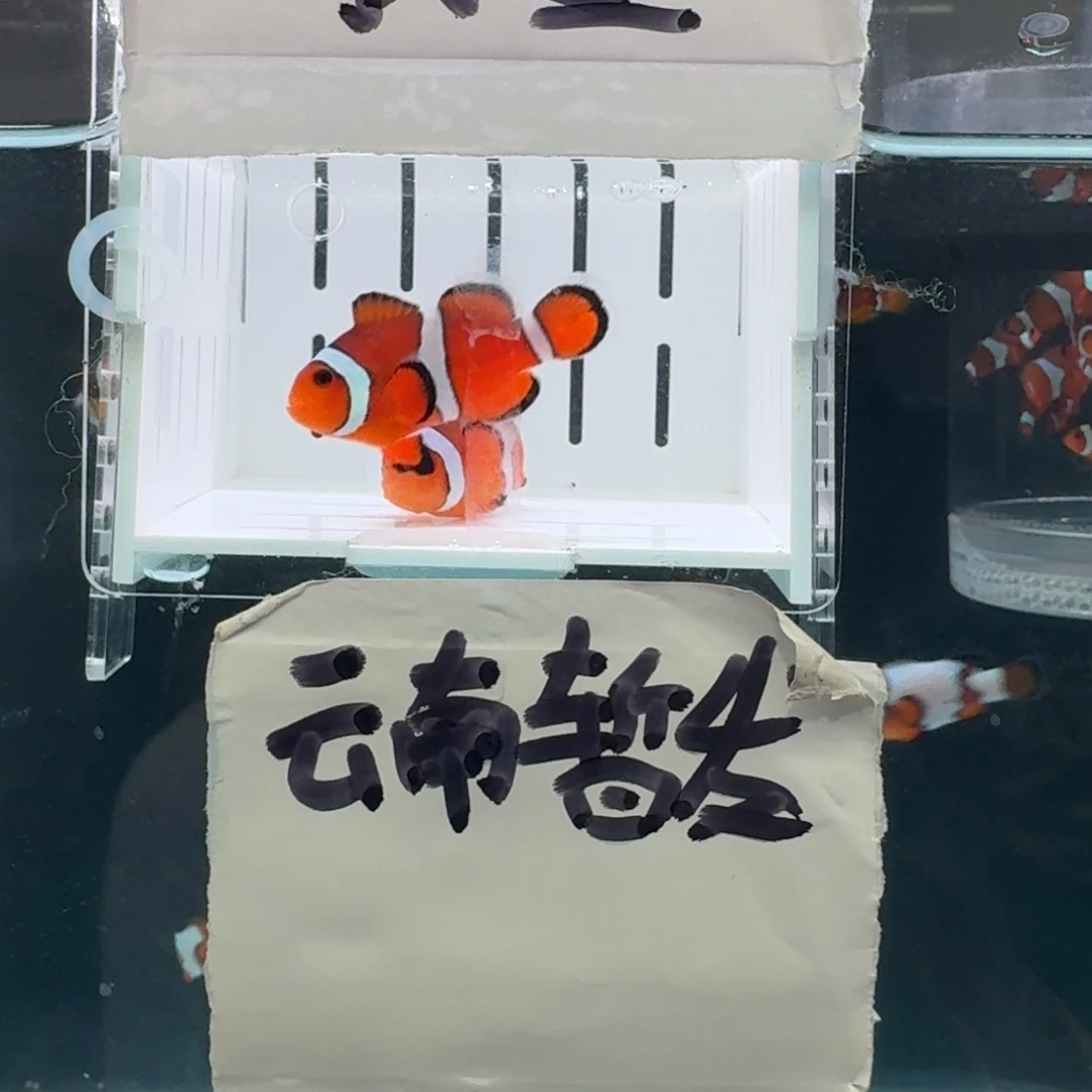 海水鱼4.5+配5+精品黑边公子一对