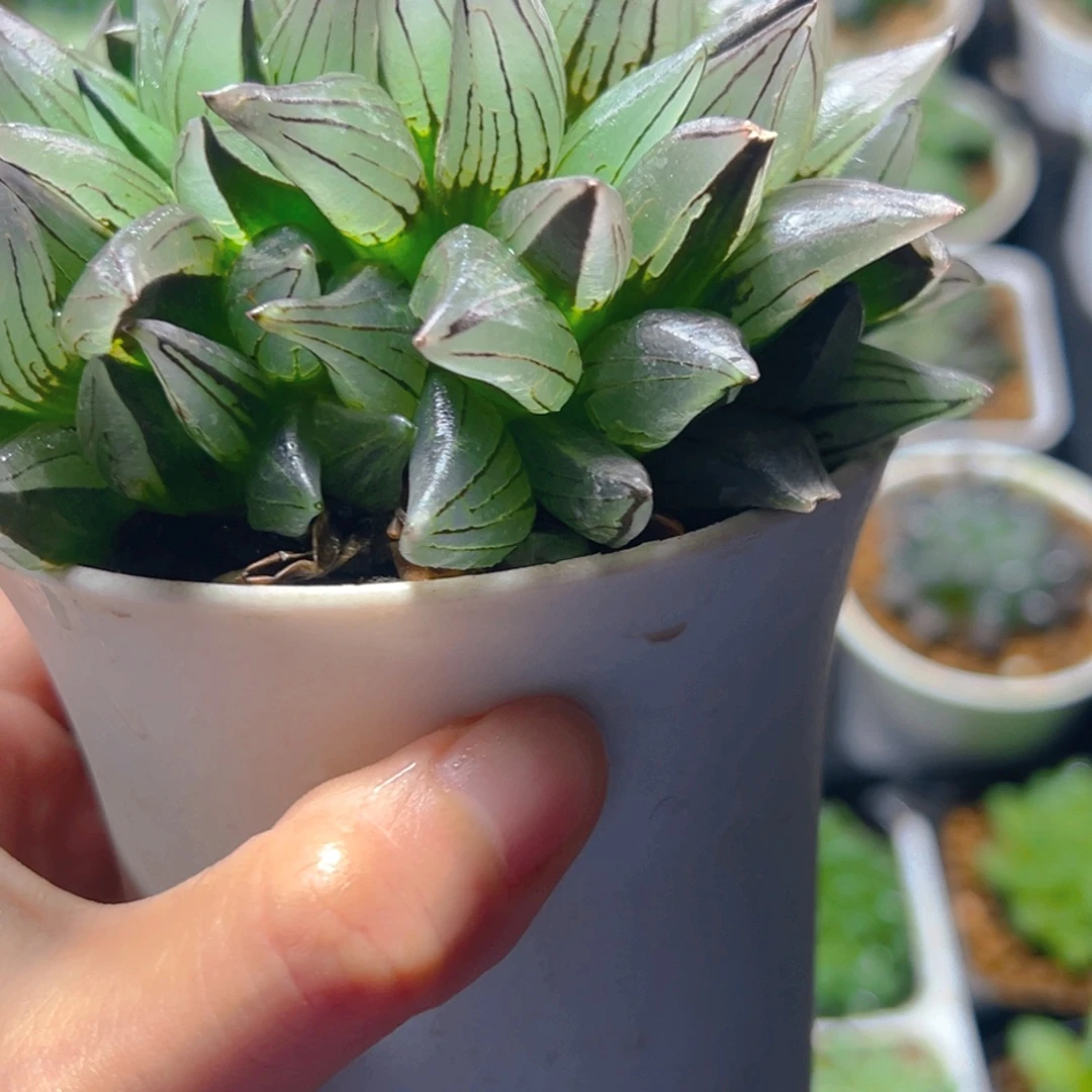 万象盆西瓜寿多肉多肉