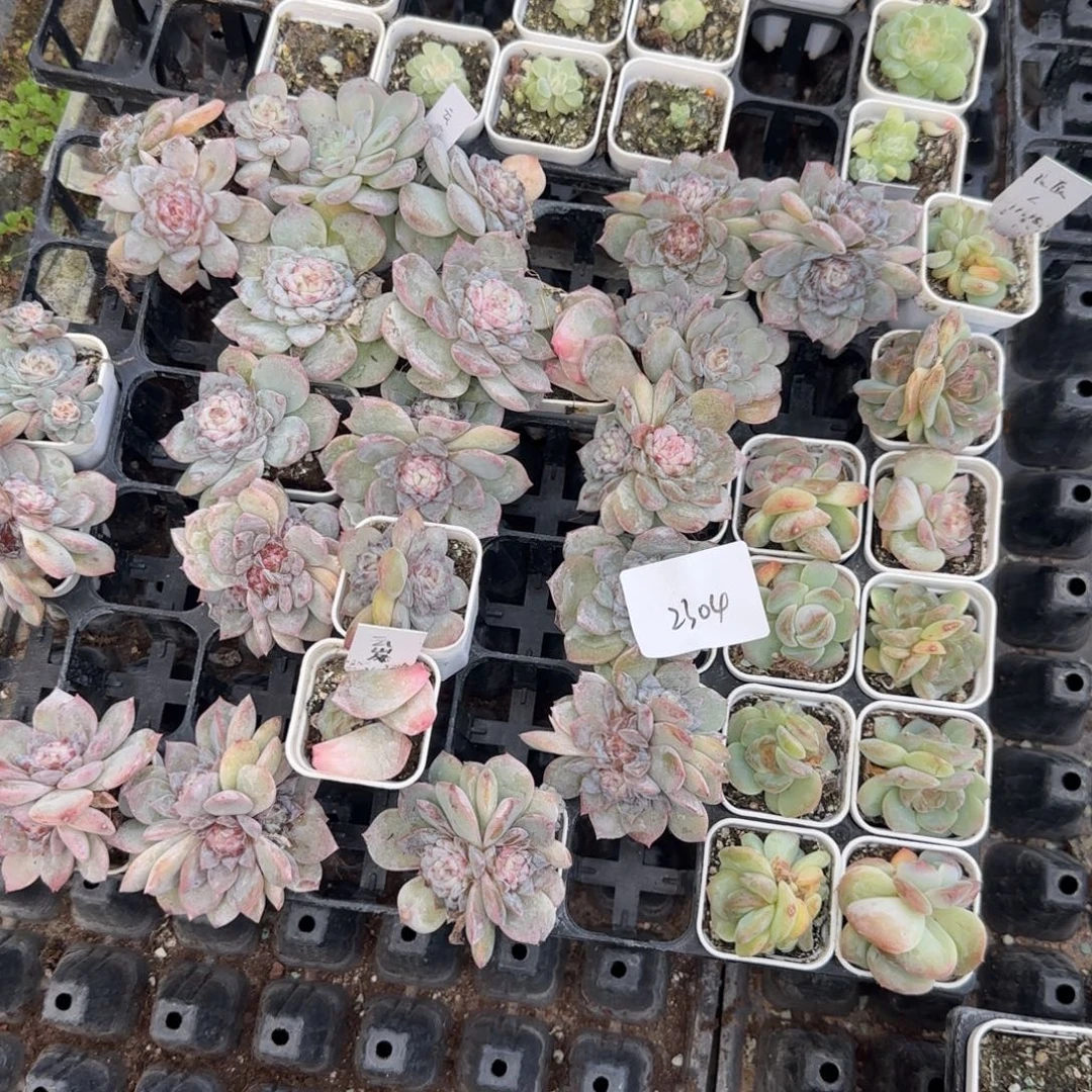 2304 号一半托满20包邮