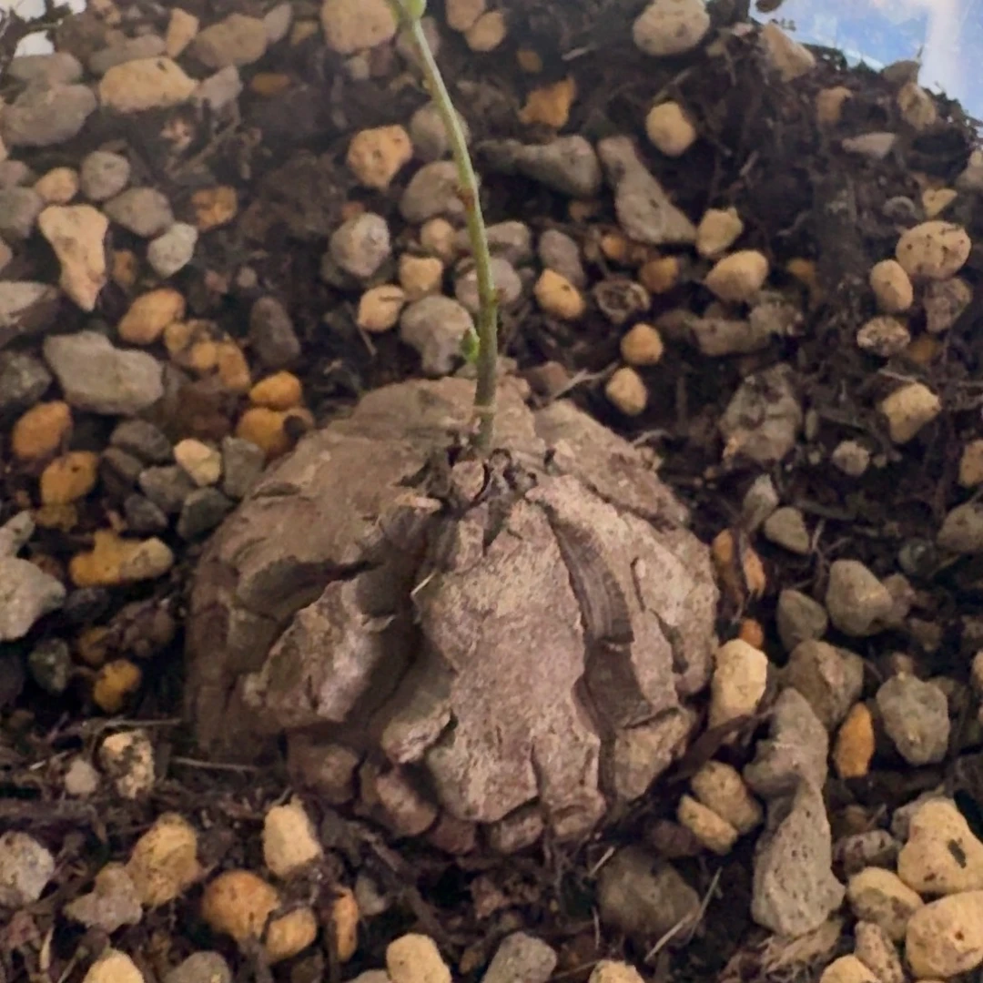 108南非龟甲龙哈哈哈