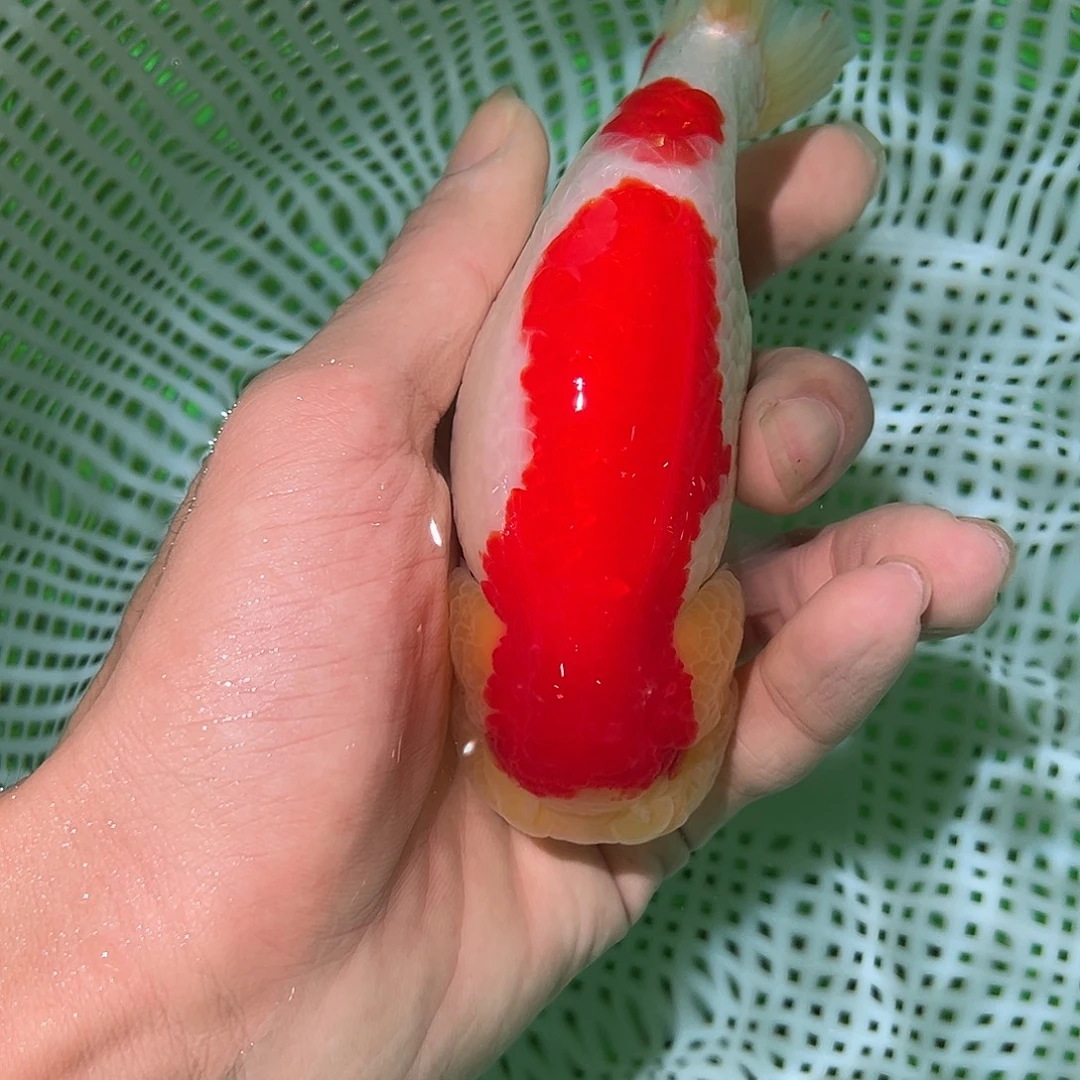 金鱼金鱼兰寿福利价格