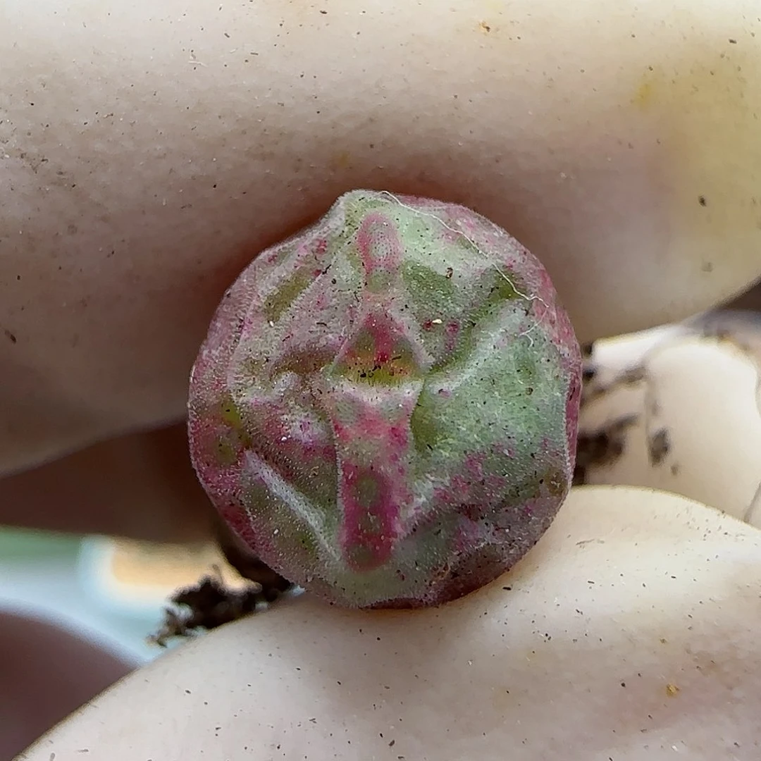 479红边斑马福利