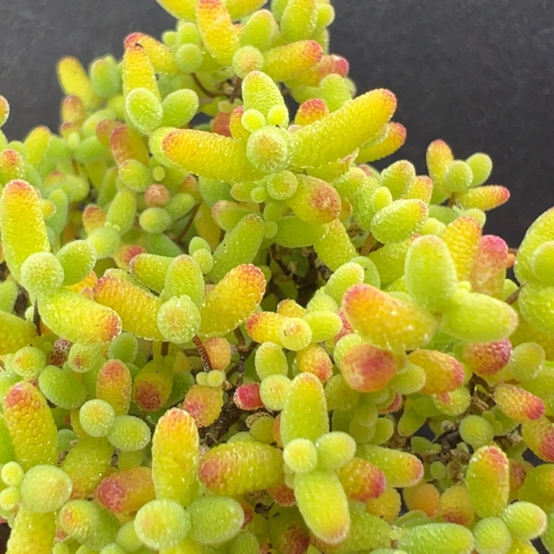 【闪购商品】dy6741精控蜜橘糖球冠幅5cm