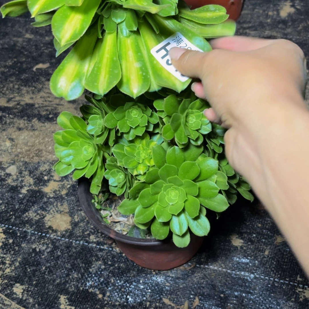 340多肉植物一物一拍