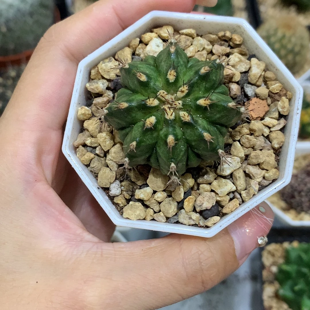 当前无花栽培后可以开花实生根八棱复棱海神