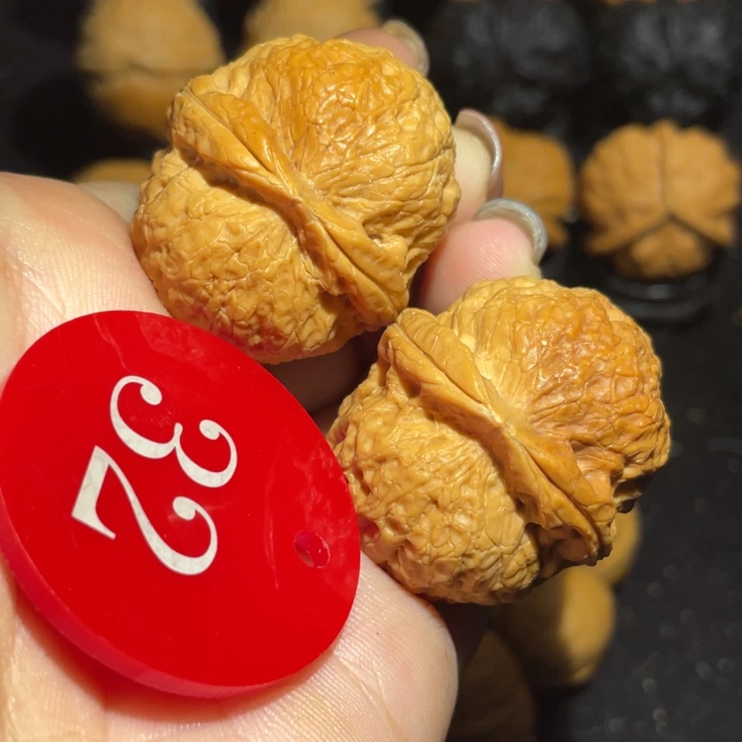 小狮子36尺寸核桃