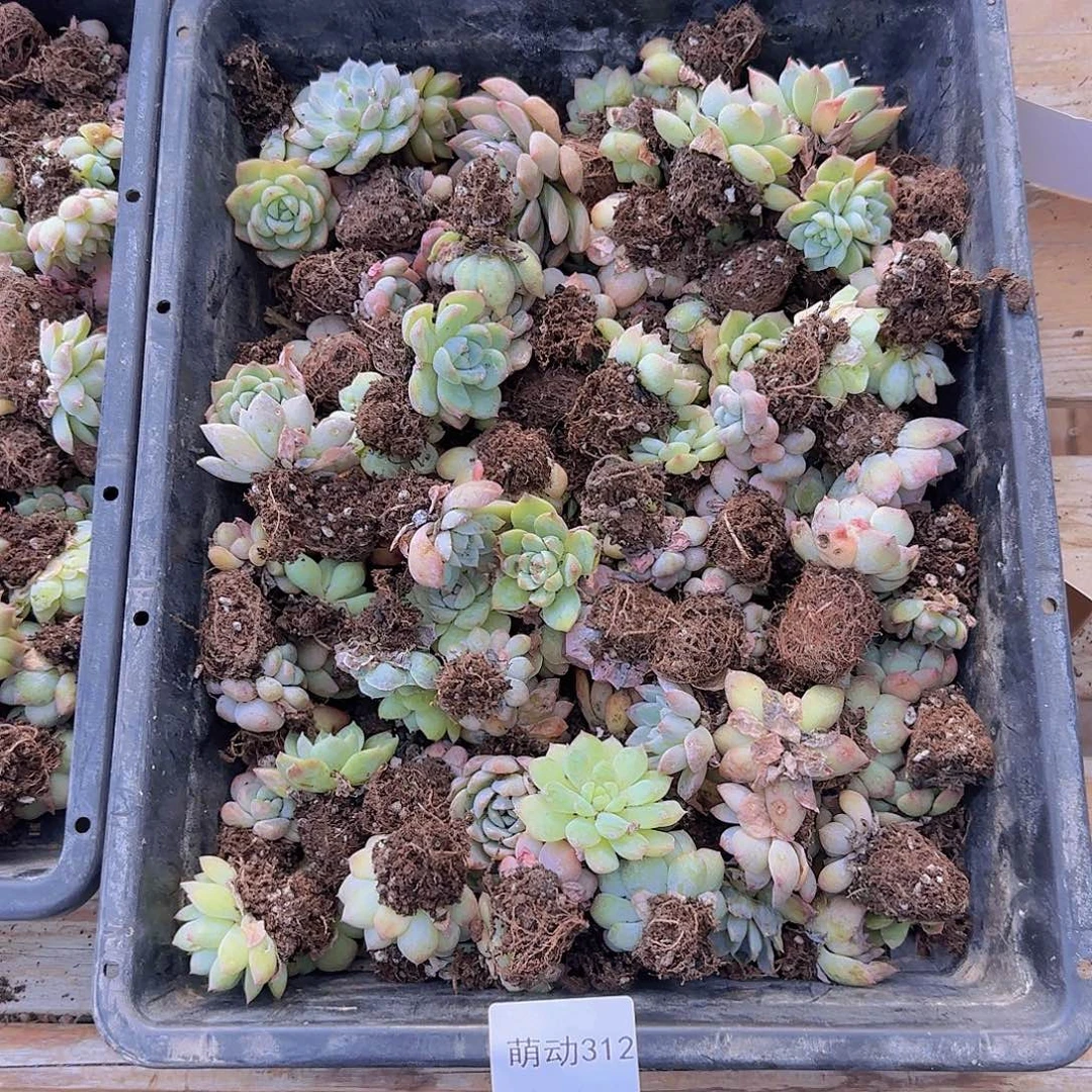 312 直播一物一拍多肉