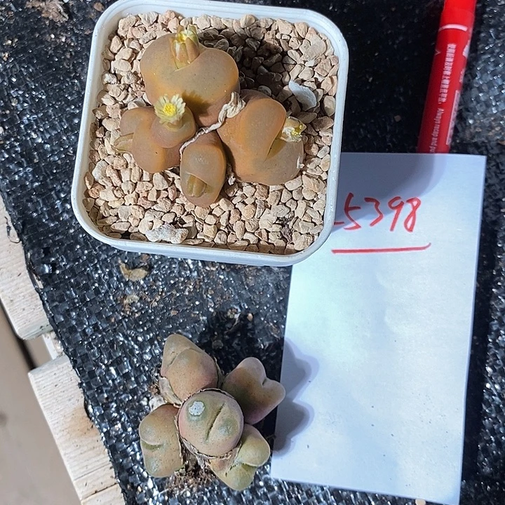 糖***25398。    一组。