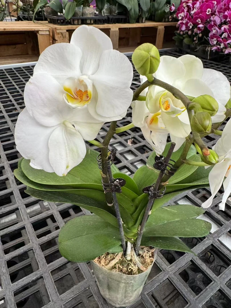 蝴蝶兰【优雅馥芮白】昆明直发