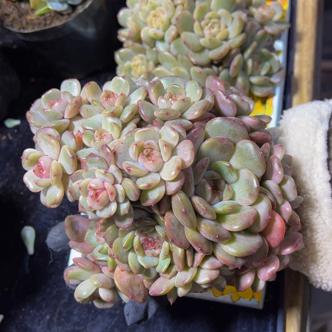 红恋群生16头天天开心