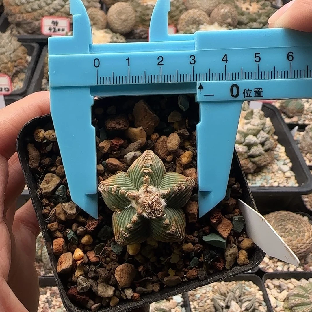 五星红龙11111111111111