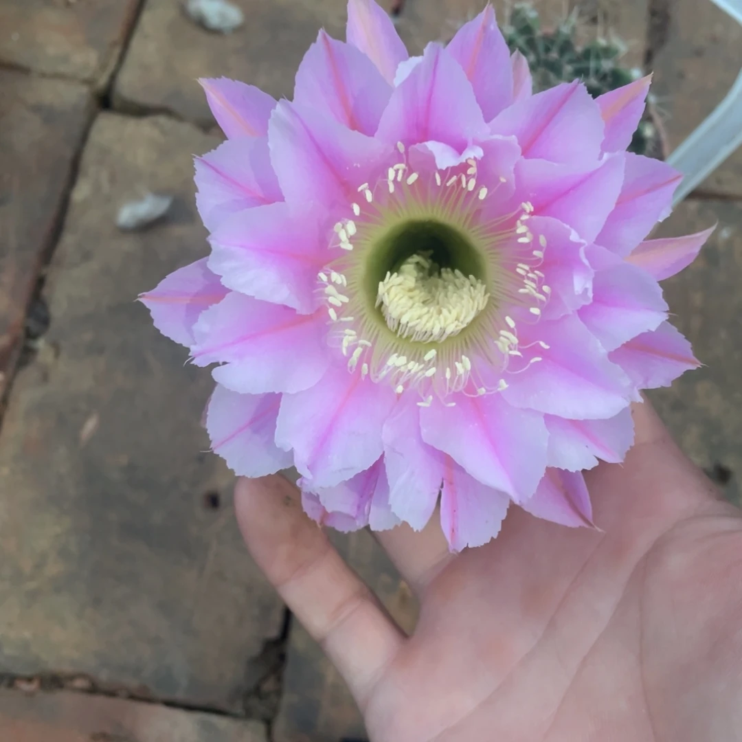 10 号实生彩草，球小瑕疵一物一拍，脱土摘花发货，满20包邮