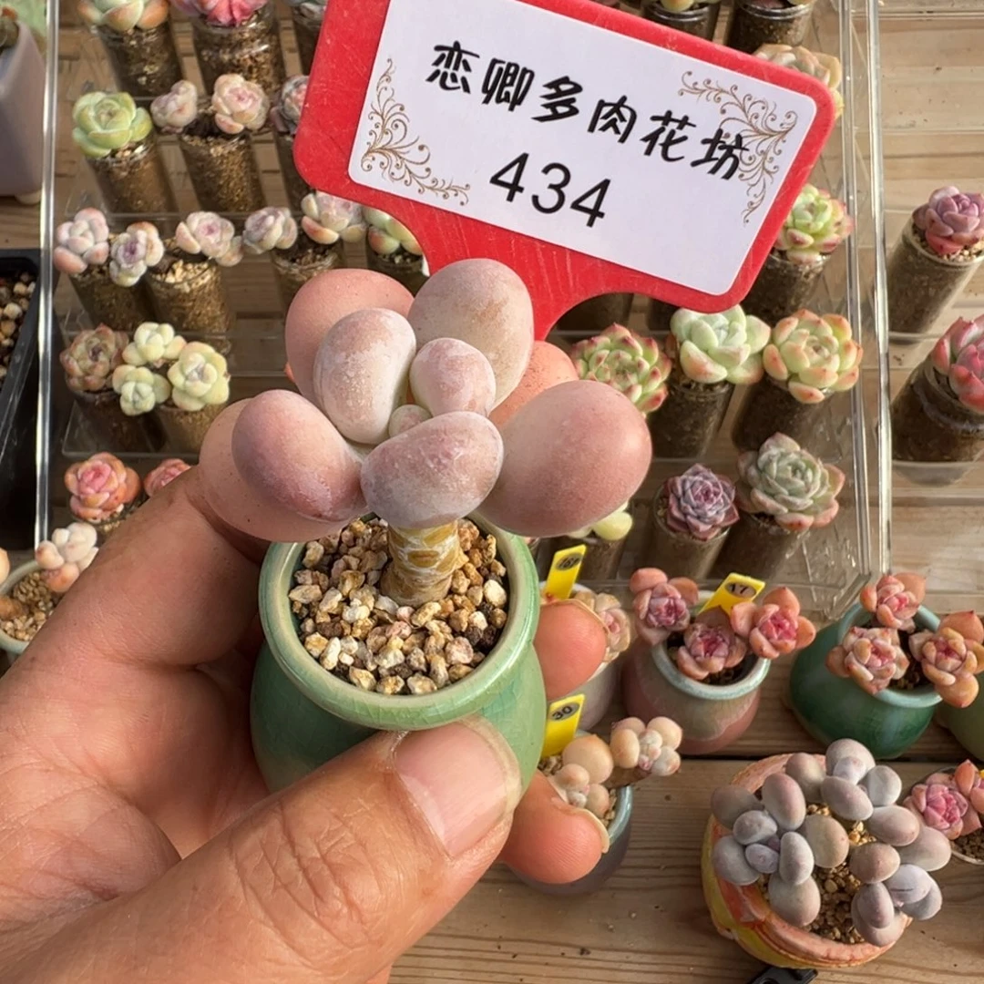 434橙雪球老桩单头带盆