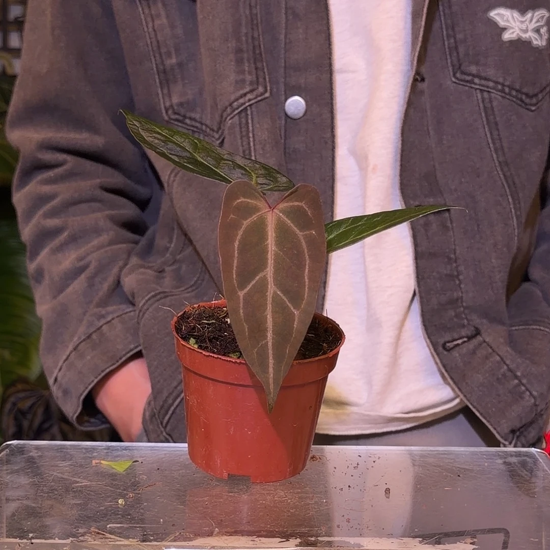 完全开放F691 巧克力杂黑水晶