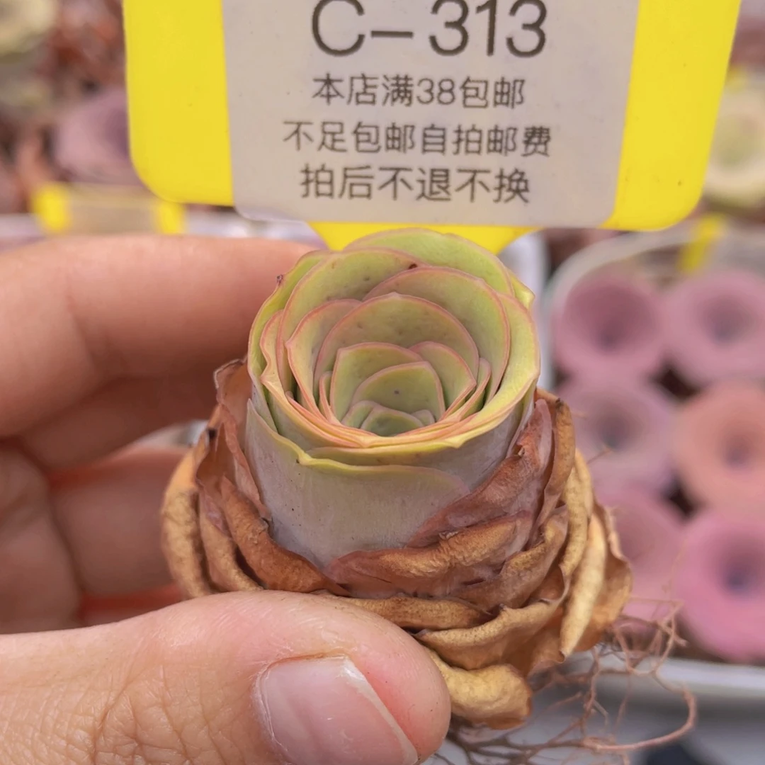 山地玫瑰C313满38包邮裸根发货