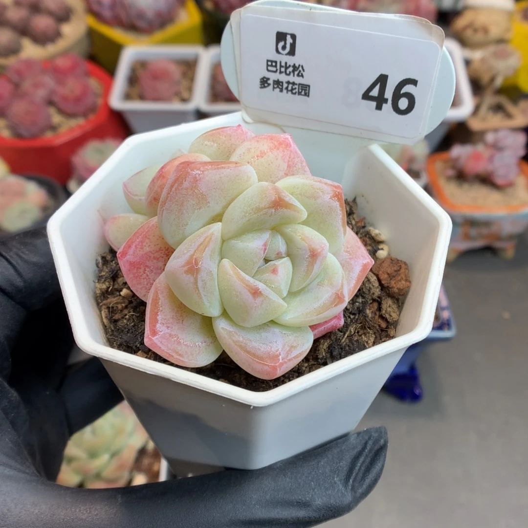 46 草莓冰玉多肉