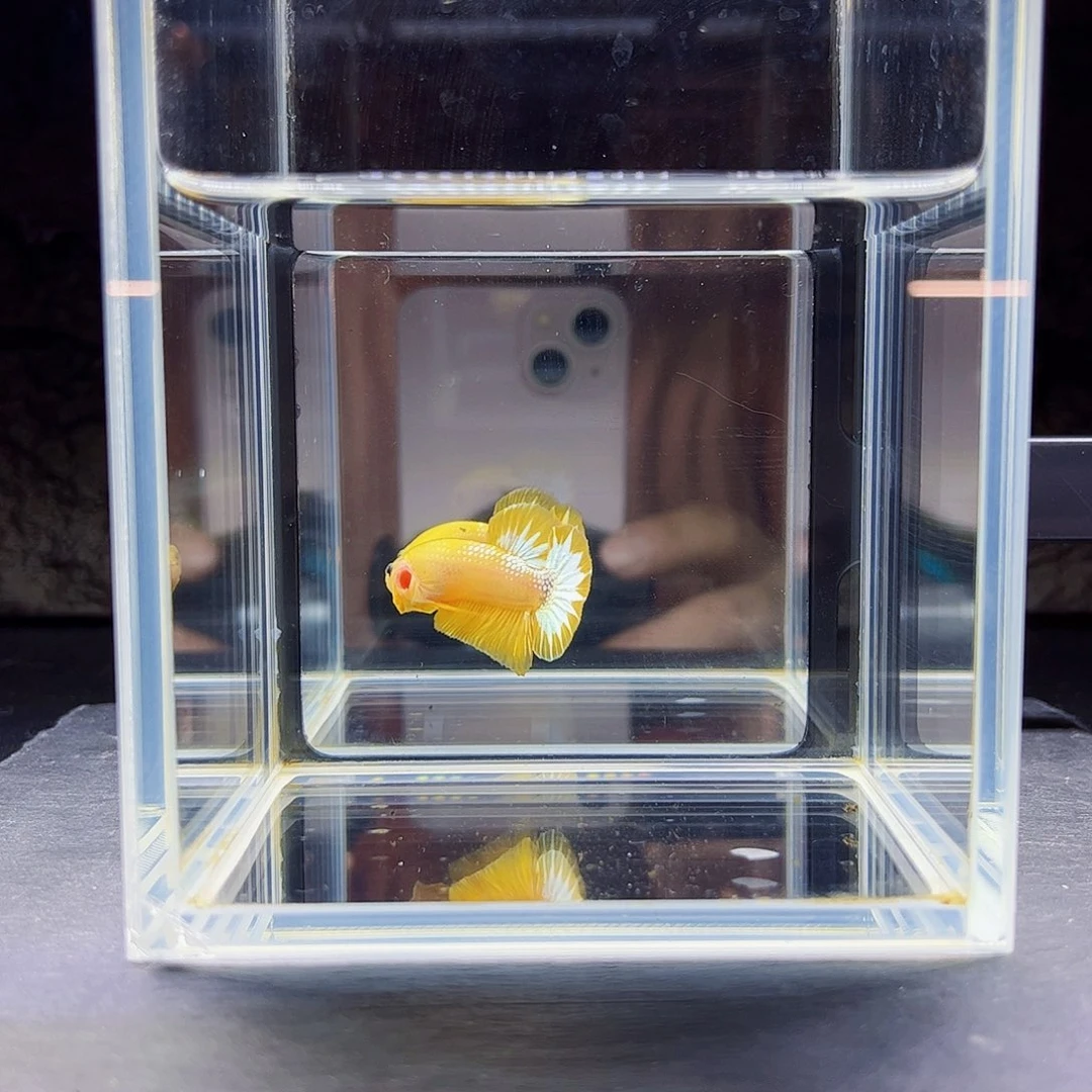 海水宙斯工作室08-28竞拍