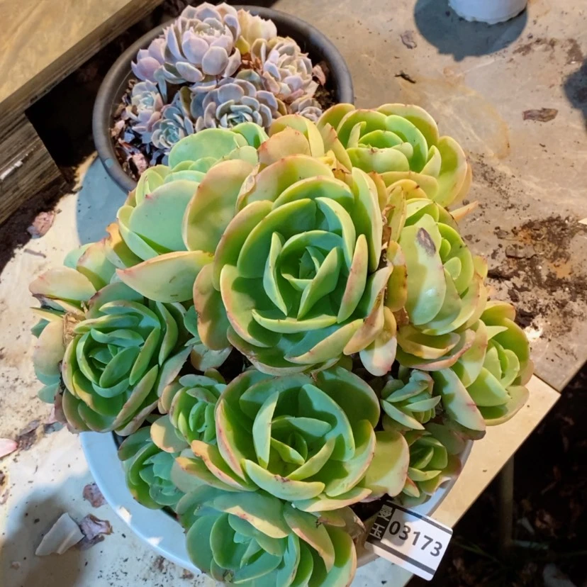 【闪购商品】碧桃03173