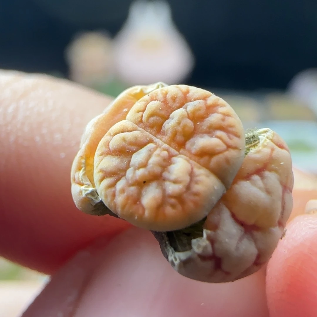 2.9.39/花叔261/尺寸小