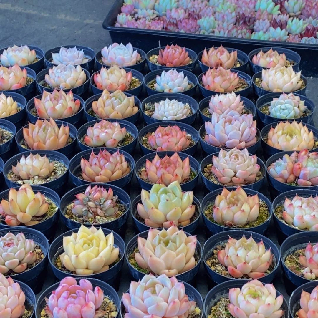 211多肉植物保护研究所所长助理研究员