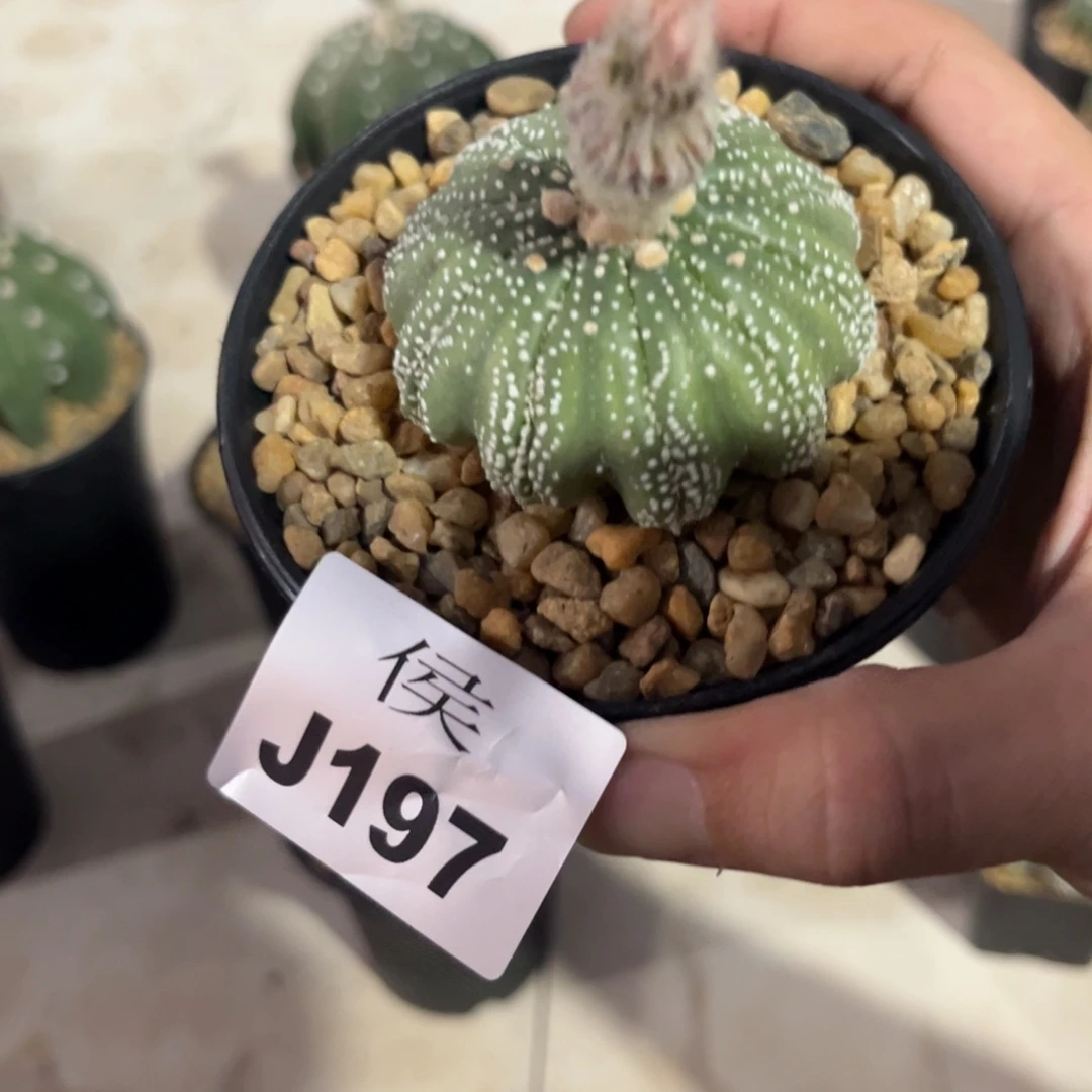 萨***斯197泰系实生兜多肉植物