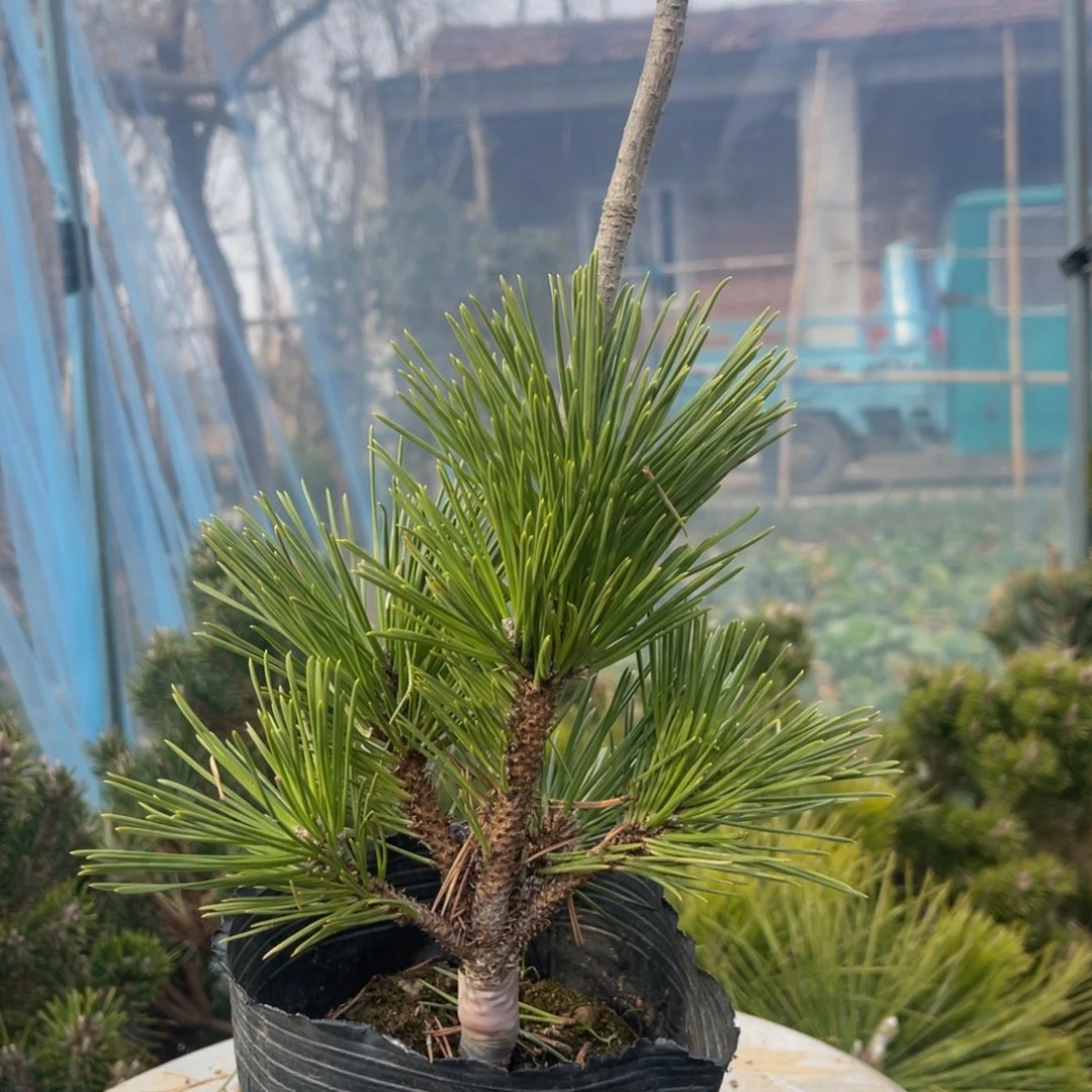 旭龙黑松一颗13.9链接