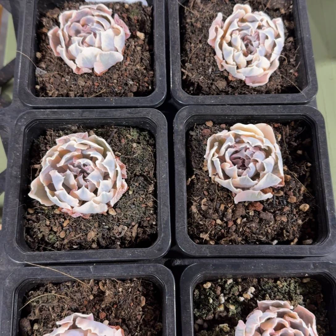 利比里亚锦，锦上园艺量拍