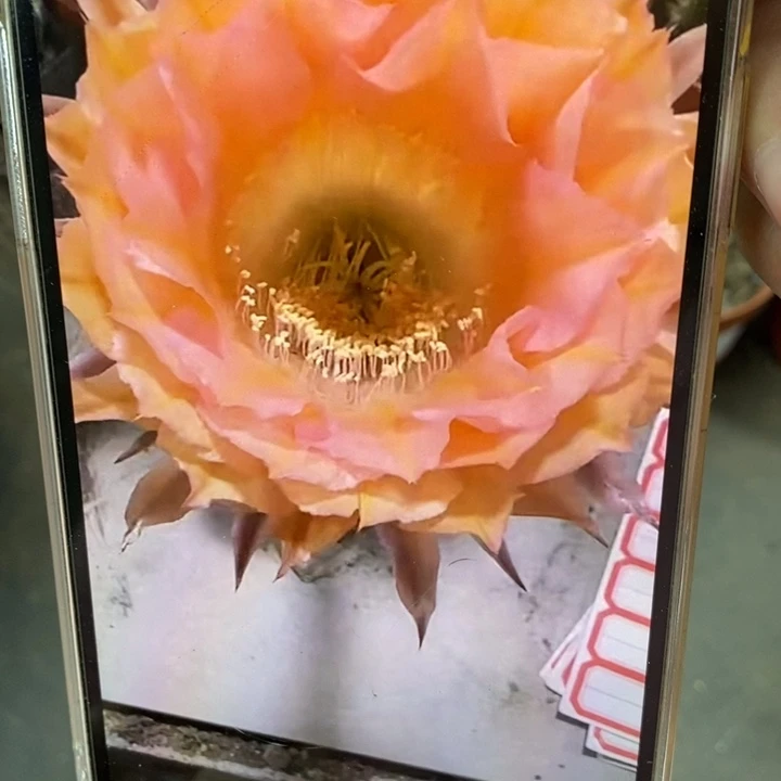 香香2526侧芽4公分左右