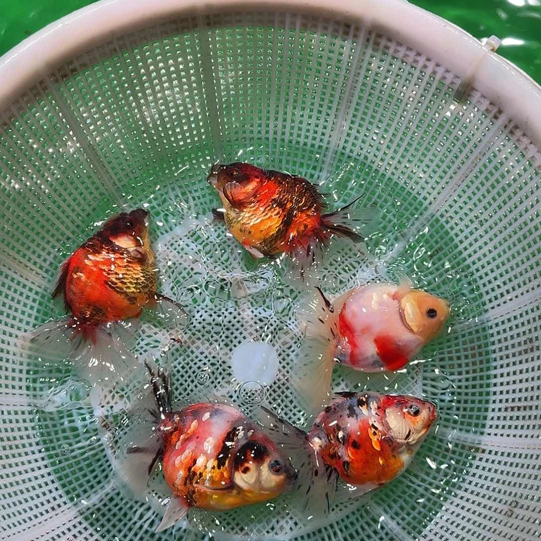 金鱼亚成百褶狮子