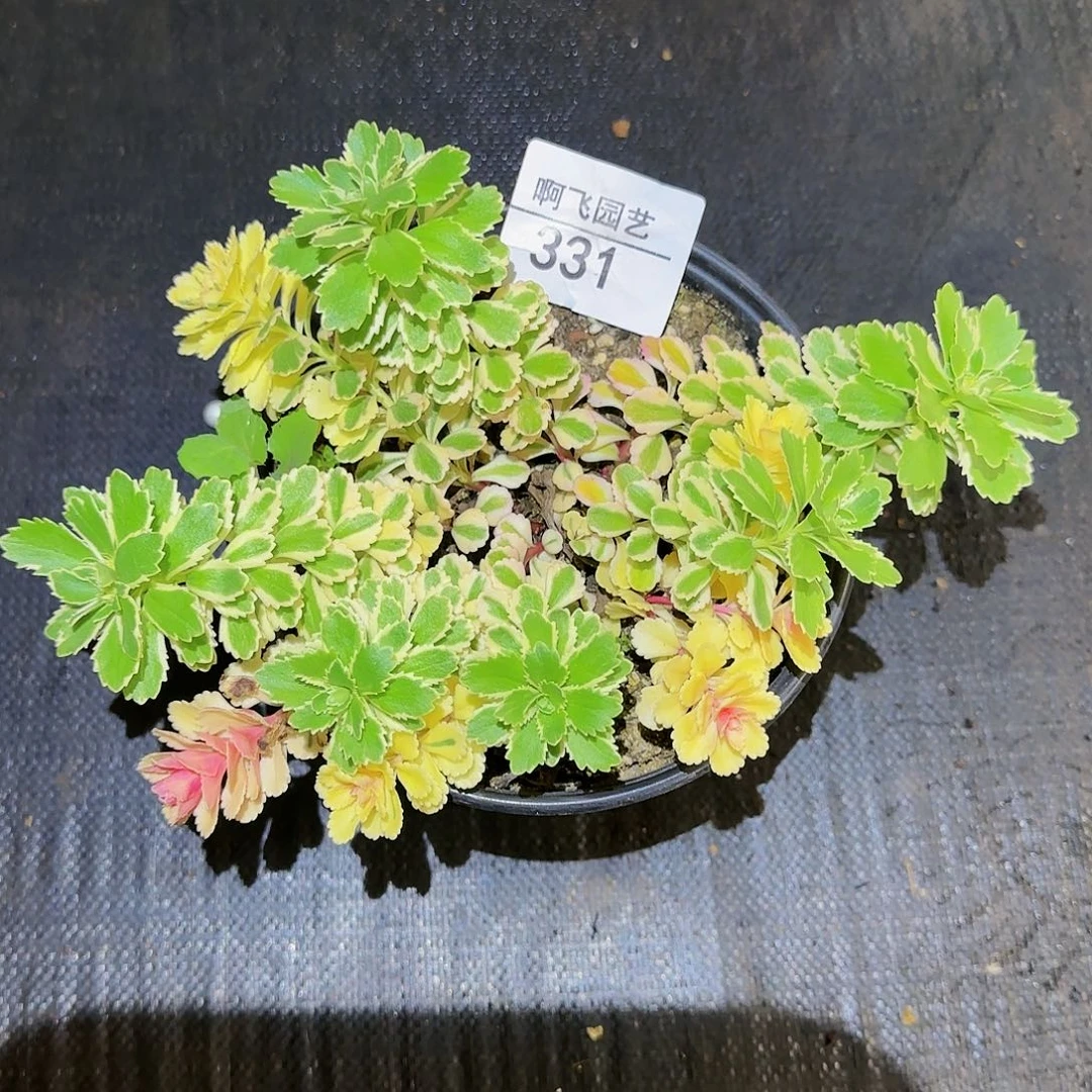 ?****i331多肉 中奖亚特兰蒂斯