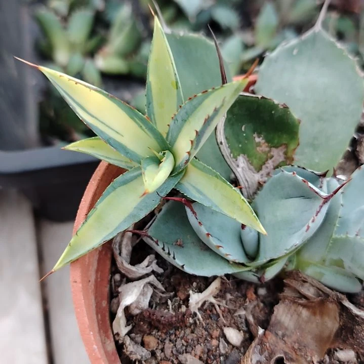 一***秋福克斯顶芽泷雷黄中斑