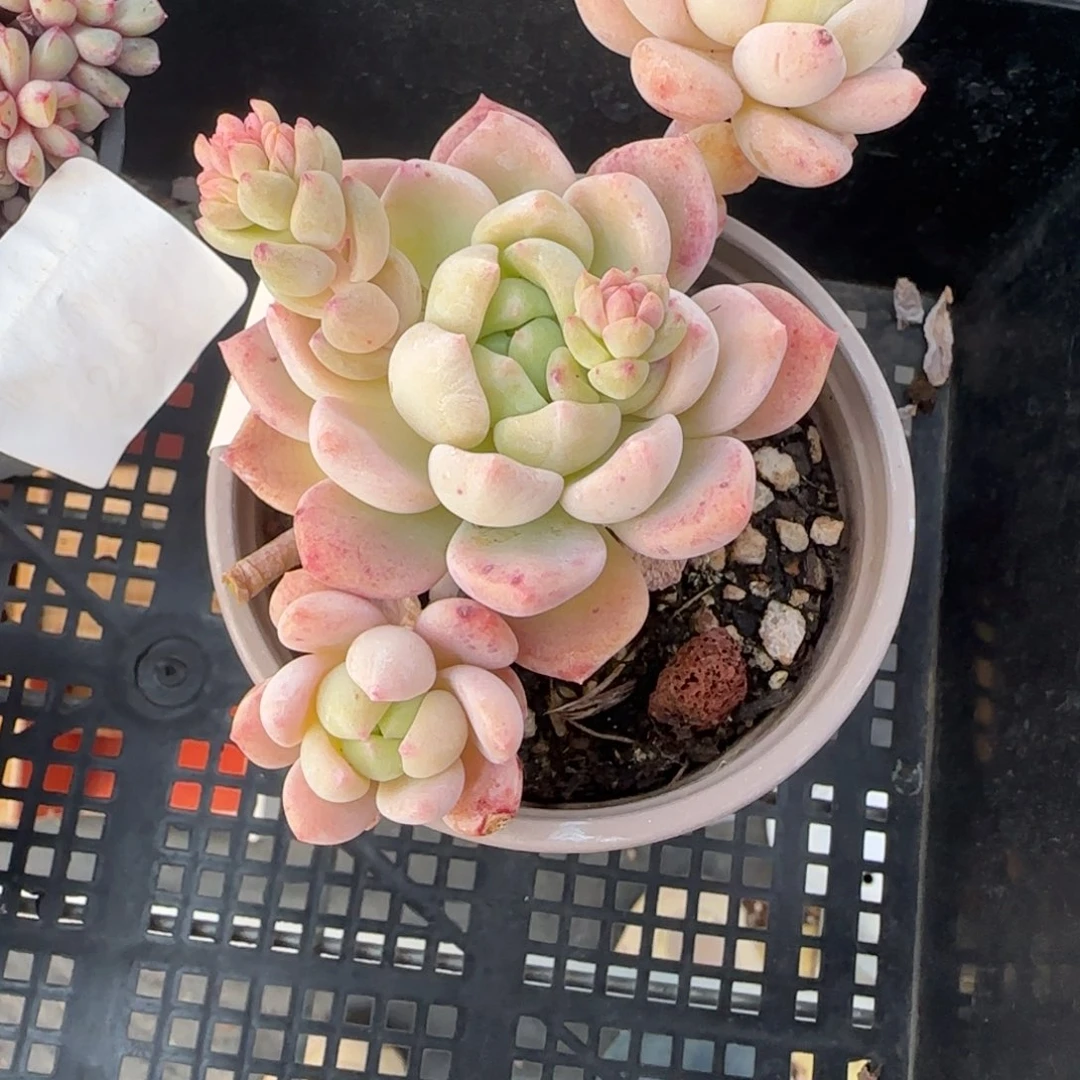 闪购精品多肉桃酥美人