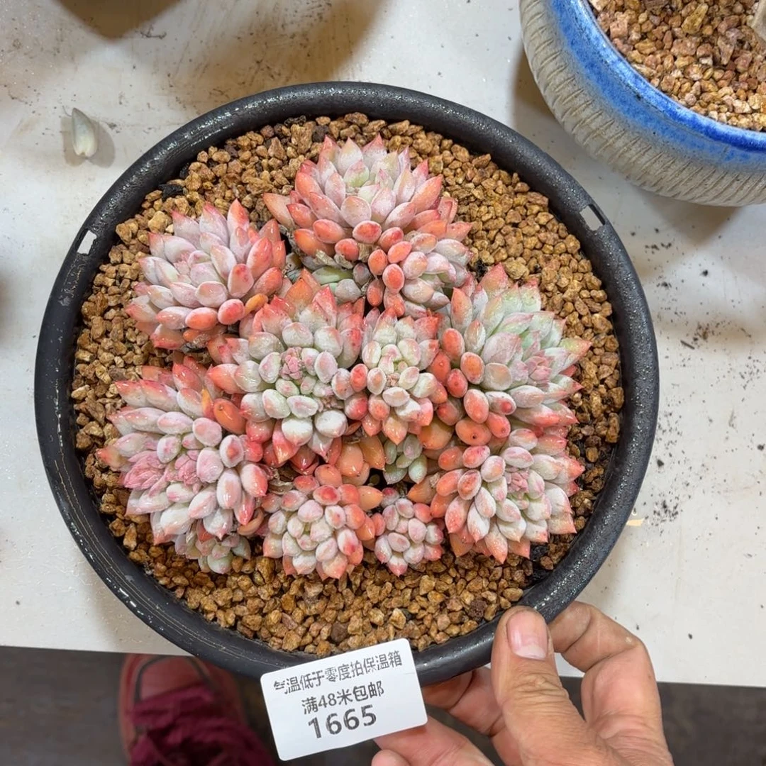 1665明珠美人多肉植物