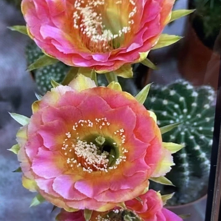 香妃侧芽2.5公分左右