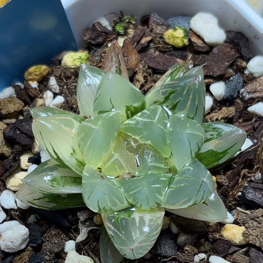 恭喜发财大吉大利973