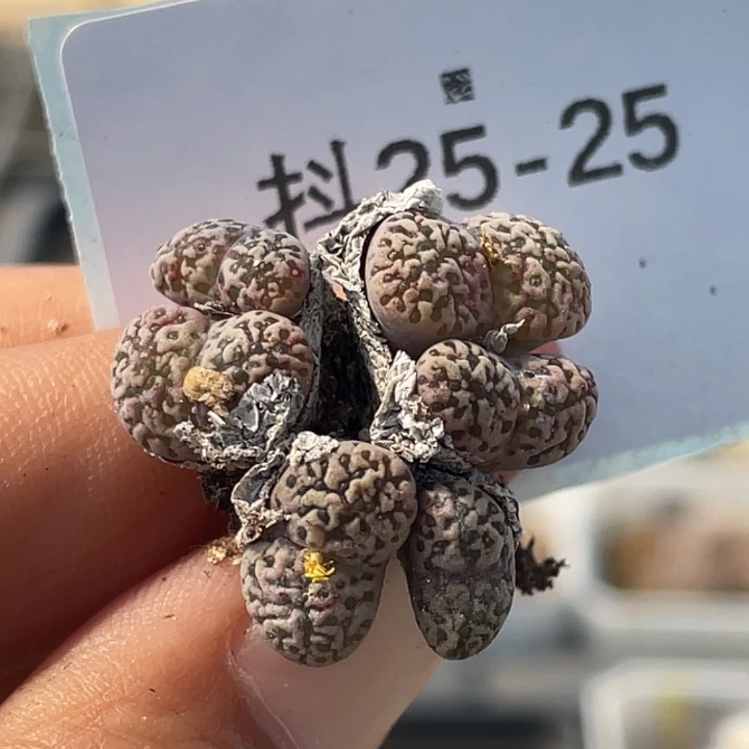 25-25泡泡鸟多肉植物