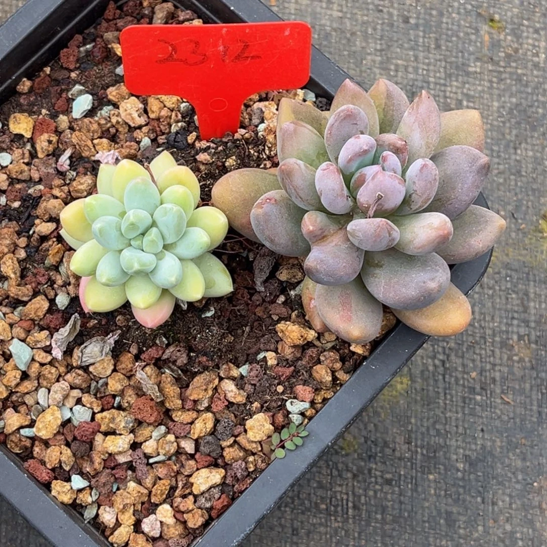 君***卿2312号中午多肉植物群生多肉