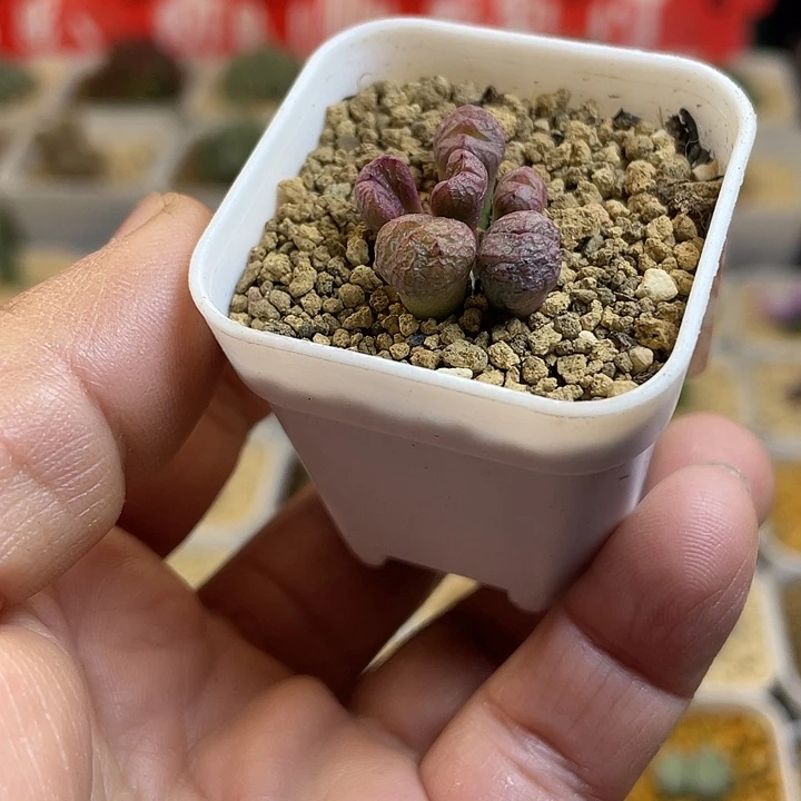 佳人园艺多肉生石花流水铜壶643