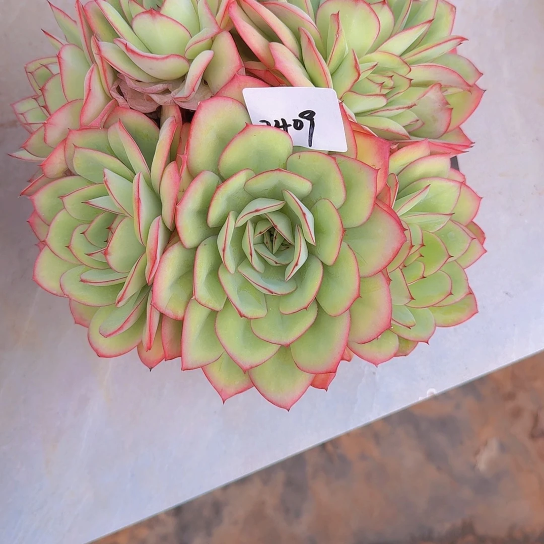 2409牡丹亭多肉植物