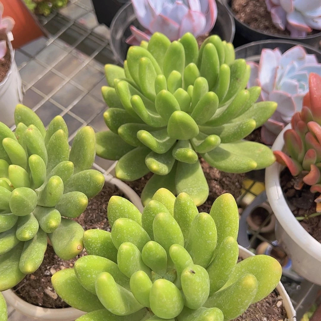 大单头金蟾精品大长腿