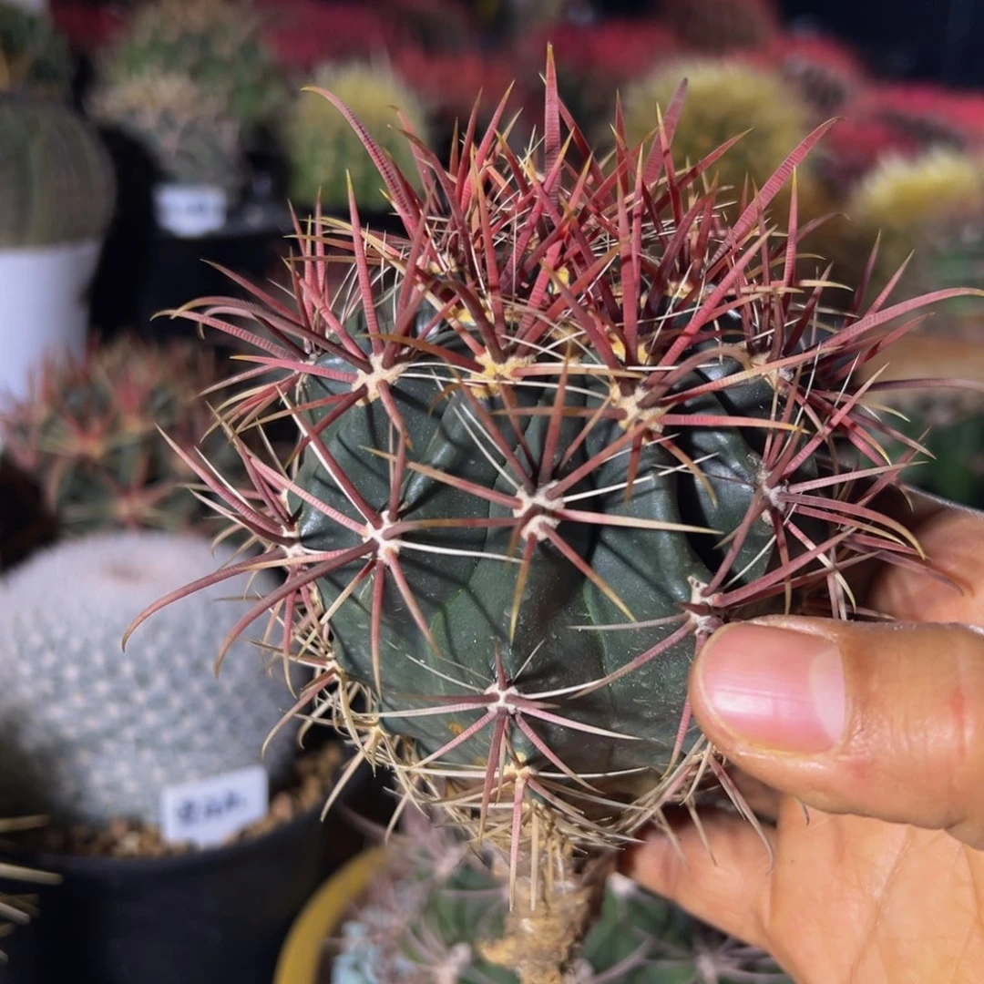 精品黑红刺神仙280